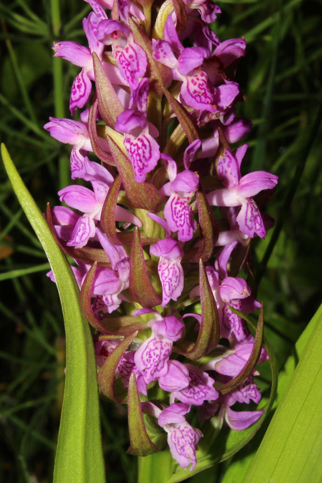 Orchidee in Val Graveglia (GE)